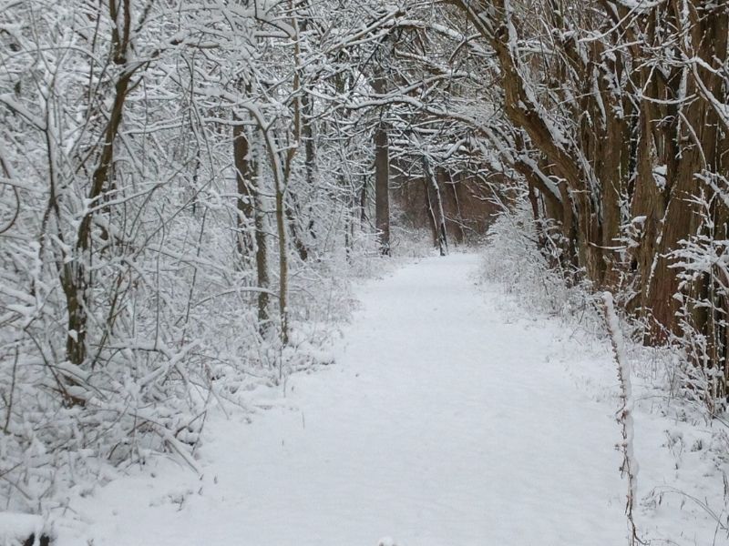 Explore the Nature of Winter at Como Woodland
